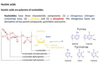 Comprehensive Overview of Nucleic Acids: Structure, Function, and DNA ...