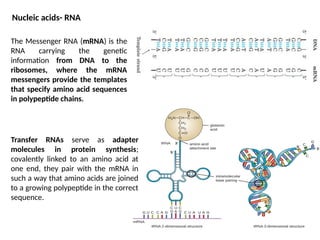 Comprehensive Overview of Nucleic Acids: Structure, Function, and DNA ...