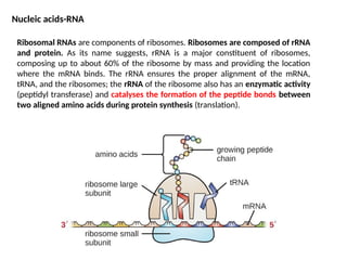Comprehensive Overview of Nucleic Acids: Structure, Function, and DNA ...