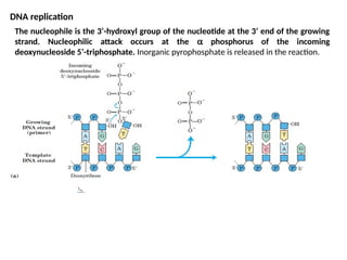Comprehensive Overview of Nucleic Acids: Structure, Function, and DNA ...
