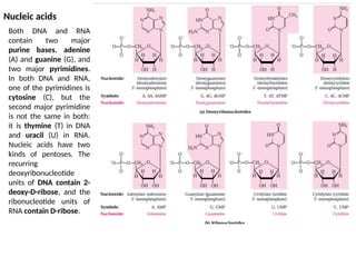 Comprehensive Overview of Nucleic Acids: Structure, Function, and DNA ...
