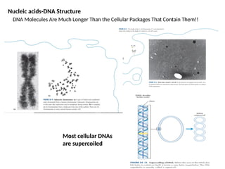 Comprehensive Overview of Nucleic Acids: Structure, Function, and DNA ...