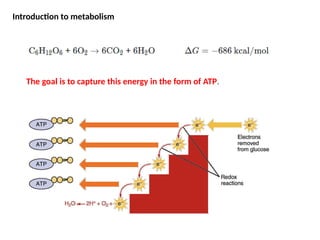 Comprehensive Overview of Cellular Metabolism and Energy Transformation ...
