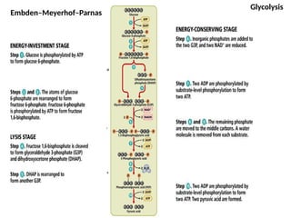 Comprehensive Overview of Cellular Metabolism and Energy Transformation ...