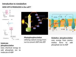 Comprehensive Overview of Cellular Metabolism and Energy Transformation ...