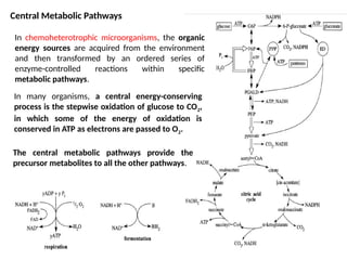 Comprehensive Overview of Central Metabolic Pathways in Microorganisms ...