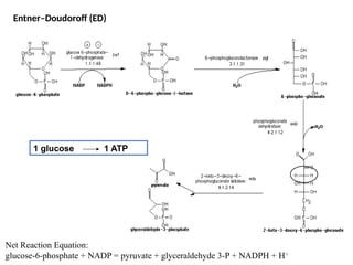 Comprehensive Overview of Central Metabolic Pathways in Microorganisms ...