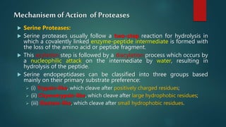 Mechanisem of Action of Proteases
 Serine Proteases:
 Serine proteases usually follow a two-step reaction for hydrolysis in
which a covalently linked enzyme-peptide intermediate is formed with
the loss of the amino acid or peptide fragment.
 This acylation step is followed by a diacylation process which occurs by
a nucleophilic attack on the intermediate by water, resulting in
hydrolysis of the peptide.
 Serine endopeptidases can be classified into three groups based
mainly on their primary substrate preference:
 (i) Trypsin-like, which cleave after positively charged residues;
 (ii) Chymotrypsin-like, which cleave after large hydrophobic residues;
 (iii) Elastase-like, which cleave after small hydrophobic residues.
 