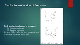 Mechanisem of Action of Proteases
Fig 3: Mechanism of action of proteases.
(A) Aspartic proteases.
(B) Cysteine proteases.
Im and 1HIm refer to the imidazole and
protonated imidazole, respectively.
 