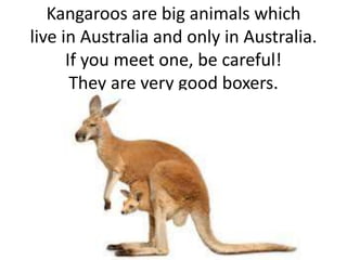 Kangaroos are big animals which
live in Australia and only in Australia.
If you meet one, be careful!
They are very good boxers.
 