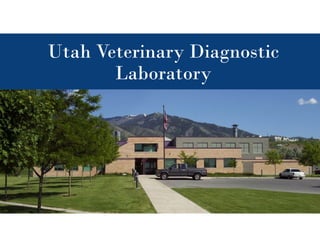 Utah Veterinary Diagnostic
Laboratory
 
