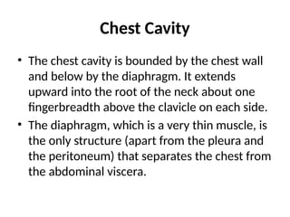 Detailed Anatomy and Structure of the Chest Cavity and Mediastinum | PPTX
