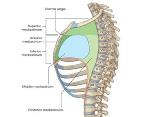 Detailed Anatomy and Structure of the Chest Cavity and Mediastinum | PPTX
