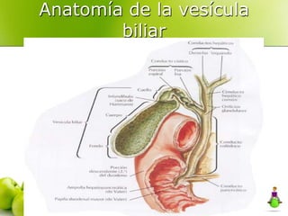 Anatomía de la vesícula
        biliar
 