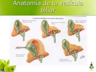 Anatomía de la vesícula
        biliar
 