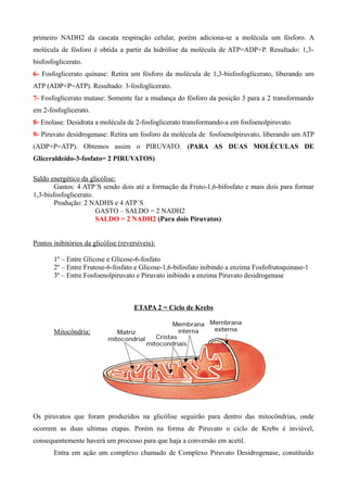 primeiro NADH2 da cascata respiração celular, porém adiciona-se a molécula um fósforo. A
molécula de fósforo é obtida a partir da hidrólise da molécula de ATP=ADP+P. Resultado: 1,3-
bisfosfoglicerato.
6- Fosfoglicerato quinase: Retira um fósforo da molécula de 1,3-bisfosfoglicerato, liberando um
ATP (ADP+P=ATP). Resultado: 3-fosfoglicerato.
7- Fosfoglicerato mutase: Somente faz a mudança do fósforo da posição 3 para a 2 transformando
em 2-fosfoglicerato.
8- Enolase: Desidrata a molécula de 2-fosfoglicerato transformando-a em fosfoenolpiruvato.
9- Piruvato desidrogenase: Retira um fosforo da molécula de fosfoenolpiruvato, liberando um ATP
(ADP+P=ATP). Obtemos assim o PIRUVATO. (PARA AS DUAS MOLÉCULAS DE
Gliceraldeído-3-fosfato= 2 PIRUVATOS)
Saldo energético da glicólise:
Gastos: 4 ATP´S sendo dois até a formação da Fruto-1,6-bifosfato e mais dois para formar
1,3-bisfosfoglicerato.
Produção: 2 NADHS e 4 ATP´S
GASTO – SALDO = 2 NADH2
SALDO = 2 NADH2 (Para dois Piruvatos)
Pontos inibitórios da glicólise (reversíveis):
1º – Entre Glicose e Glicose-6-fosfato
2º – Entre Frutose-6-fosfato e Glicose-1,6-bifosfato inibindo a enzima Fosfofrutoquinase-1
3º – Entre Fosfoenolpiruvato e Piruvato inibindo a enzima Piruvato desidrogenase
ETAPA 2 = Ciclo de Krebs
Mitocôndria:
Os piruvatos que foram produzidos na glicólise seguirão para dentro das mitocôndrias, onde
ocorrem as duas ultimas etapas. Porém na forma de Piruvato o ciclo de Krebs é inviável,
consequentemente haverá um processo para que haja a conversão em acetil.
Entra em ação um complexo chamado de Complexo Piruvato Desidrogenase, constituído
 