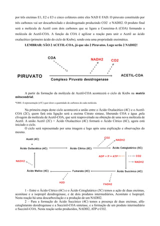 por três enzimas E1, E2 e E3 e cinco cofatores entre eles NAD E FAD. O piruvato constituído por
três carbonos vai ser descarboxilado e desidrogenado produzindo CO2 e NADH2. O produto final
será a molécula de Acetil com dois carbonos que se ligara a Coenzima-A (COA) formando a
molécula de Acetil-COA. A função da COA é agilizar a reação para unir o Acetil ao ácido
oxalacético (primeiro ácido do ciclo de Krebs), sendo esta uma propriedade enzimática.
LEMBRAR: SÃO 2 ACETIL-COA, já que são 2 Piruvatos. Logo serão 2 NADH2!
A partir da formação da molécula de Acetil-COA acontecerá o ciclo de Krebs na matriz
mitocondrial.
*OBS: A representação (nºC) quer dizer a quantidade de carbonos de cada molécula.
Na primeira etapa deste ciclo acontecerá a união entre o Ácido Oxalacético (4C) e o Acetil-
COA (2C), quem fará esta ligação será a enzima Citrato sintase, liberando COA e água ,pela
clivagem da molécula de Acetil-COA, que será reaproveitado na obtenção de uma nova molécula de
Acetil. A união Acetil (2C) + Ácido Oxalacético (4C) formará o Ácido Cítrico (6C), agora está
iniciado o ciclo.
O ciclo será representado por uma imagem e logo após uma explicação e observações do
mesmo.
1 - Entre o Ácido Cítrico (6C) e o Ácido Cetoglutárico (5C) temos a ação de duas enzimas,
aconitase e a isopropil desidrogenase, e de dois produtos intermediários, Aconitato e Isopropil.
Nesta reação há uma descarboxilação e a produção de um NADH2.
2 – Para a formação do Ácido Succínico (4C) temos a presença de duas enzimas, alfa-
cetoglutarato desidrogenase e a Succinil-COA sintetase, e a formação de um produto intermediário
o Succinil-COA. Nesta reação serão produzidos, NADH2, ATP e CO2.
 
