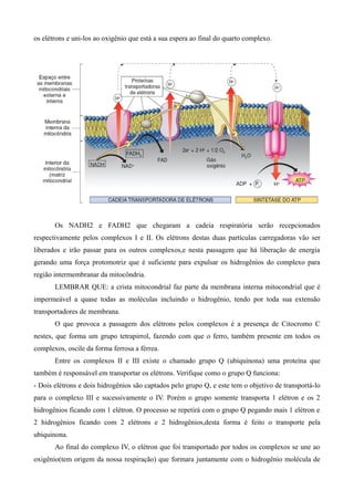 os elétrons e uni-los ao oxigênio que está a sua espera ao final do quarto complexo.
Os NADH2 e FADH2 que chegaram a cadeia respiratória serão recepcionados
respectivamente pelos complexos I e II. Os elétrons destas duas partículas carregadoras vão ser
liberados e irão passar para os outros complexos,e nesta passagem que há liberação de energia
gerando uma força protomotriz que é suficiente para expulsar os hidrogênios do complexo para
região intermembranar da mitocôndria.
LEMBRAR QUE: a crista mitocondrial faz parte da membrana interna mitocondrial que é
impermeável a quase todas as moléculas incluindo o hidrogênio, tendo por toda sua extensão
transportadores de membrana.
O que provoca a passagem dos elétrons pelos complexos é a presença de Citocromo C
nestes, que forma um grupo tetrapirrol, fazendo com que o ferro, também presente em todos os
complexos, oscile da forma ferrosa a férrea.
Entre os complexos II e III existe o chamado grupo Q (ubiquinona) uma proteína que
também é responsável em transportar os elétrons. Verifique como o grupo Q funciona:
- Dois elétrons e dois hidrogênios são captados pelo grupo Q, e este tem o objetivo de transportá-lo
para o complexo III e sucessivamente o IV. Porém o grupo somente transporta 1 elétron e os 2
hidrogênios ficando com 1 elétron. O processo se repetirá com o grupo Q pegando mais 1 elétron e
2 hidrogênios ficando com 2 elétrons e 2 hidrogênios,desta forma é feito o transporte pela
ubiquinona.
Ao final do complexo IV, o elétron que foi transportado por todos os complexos se une ao
oxigênio(tem origem da nossa respiração) que formara juntamente com o hidrogênio molécula de
 