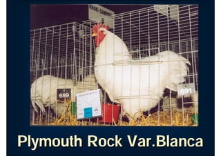 Plymouth Rock Blanca
Plymouth Rock Blanca
Plymouth Rock Blanca
 