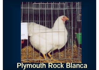 Plymouth Rock Blanca
Plymouth Rock Blanca
 