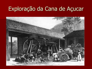 Exploração da Cana de Açucar
 