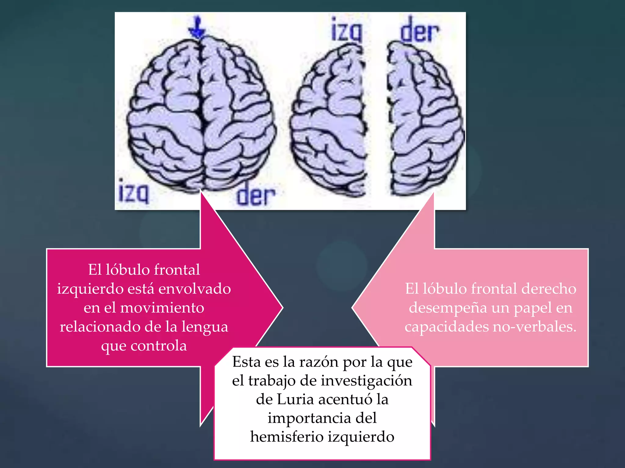 Esta es la razón por la que el trabajo de investigación de Luria acentuó la importancia del hemisferio izquierdo