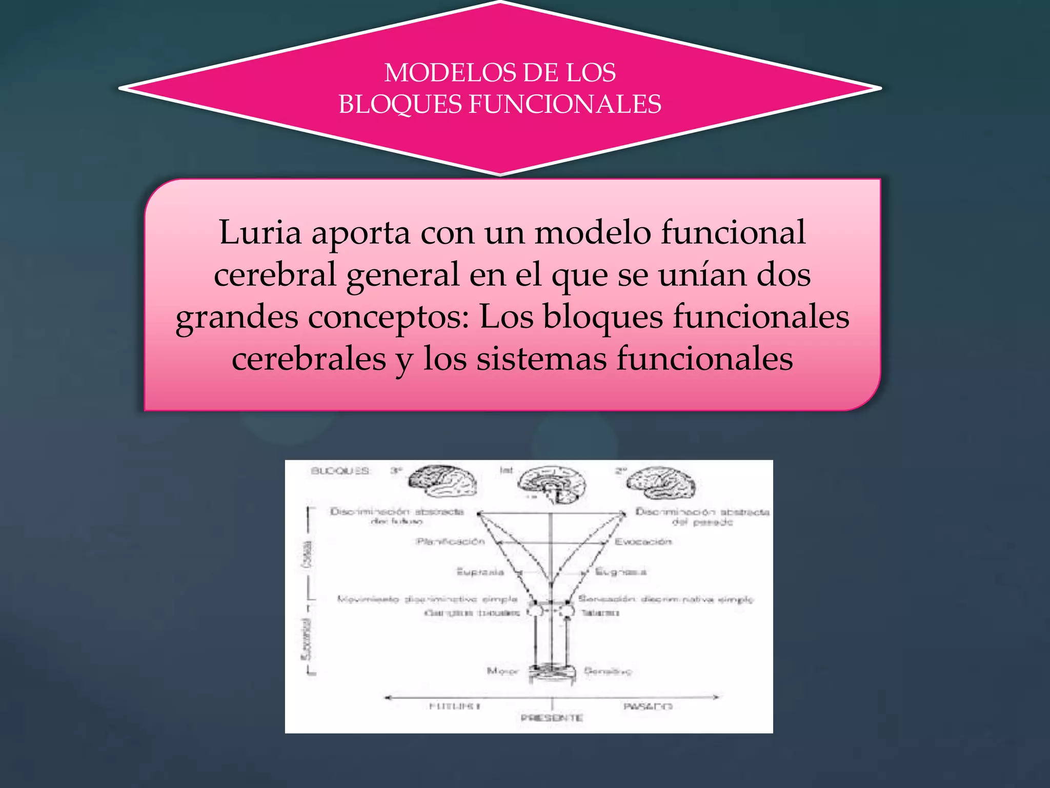 MODELOS DE LOS BLOQUES FUNCIONALESLuria aporta con un modelo funcional cerebral general en el que se unían dos grandes conceptos: Los bloques funcionales cerebrales y los sistemas funcionales