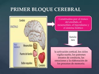 PRIMER BLOQUE CEREBRALConstituidos por: el tronco del encéfalo, el mesencéfalo, el hipotálamo y el sistema límbicofuncionesla activación cortical, los ciclos vigilia-sueño, los patrones innatos de conducta, las emociones y la elaboración de los procesos de memoria.