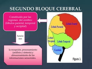 SEGUNDO BLOQUE CEREBRALConstituido por las regiones del cerebro: (lóbulos parietal, temporal y occipital)funcionesla recepción, procesamiento (análisis y síntesis) y almacenamiento de las informaciones sensoriales. 
