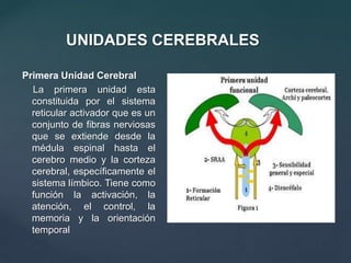 1963: El cerebro del humano y los procesos psíquicos.