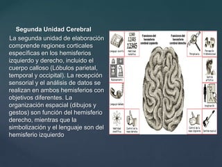 1966:  Los lóbulos frontales y la regulación de los procesos psíquicos.