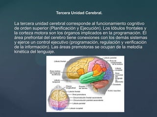 1967: El análisis neuropsicológico de la solución de problemas.