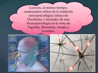Luria es, al mismo tiempo, continuador crítico de la tradición neuropsicológica clásica de Occidente, e iniciador de una Neuropsicología en la vena de Vigotsky, Bernstein, Anojin y Leontiev.