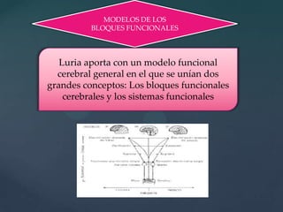 MODELOS DE LOS BLOQUES FUNCIONALESLuria aporta con un modelo funcional cerebral general en el que se unían dos grandes conceptos: Los bloques funcionales cerebrales y los sistemas funcionales