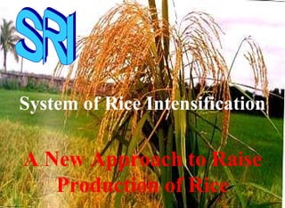 System of Rice Intensification
A New Approach to Raise
Production of Rice
 