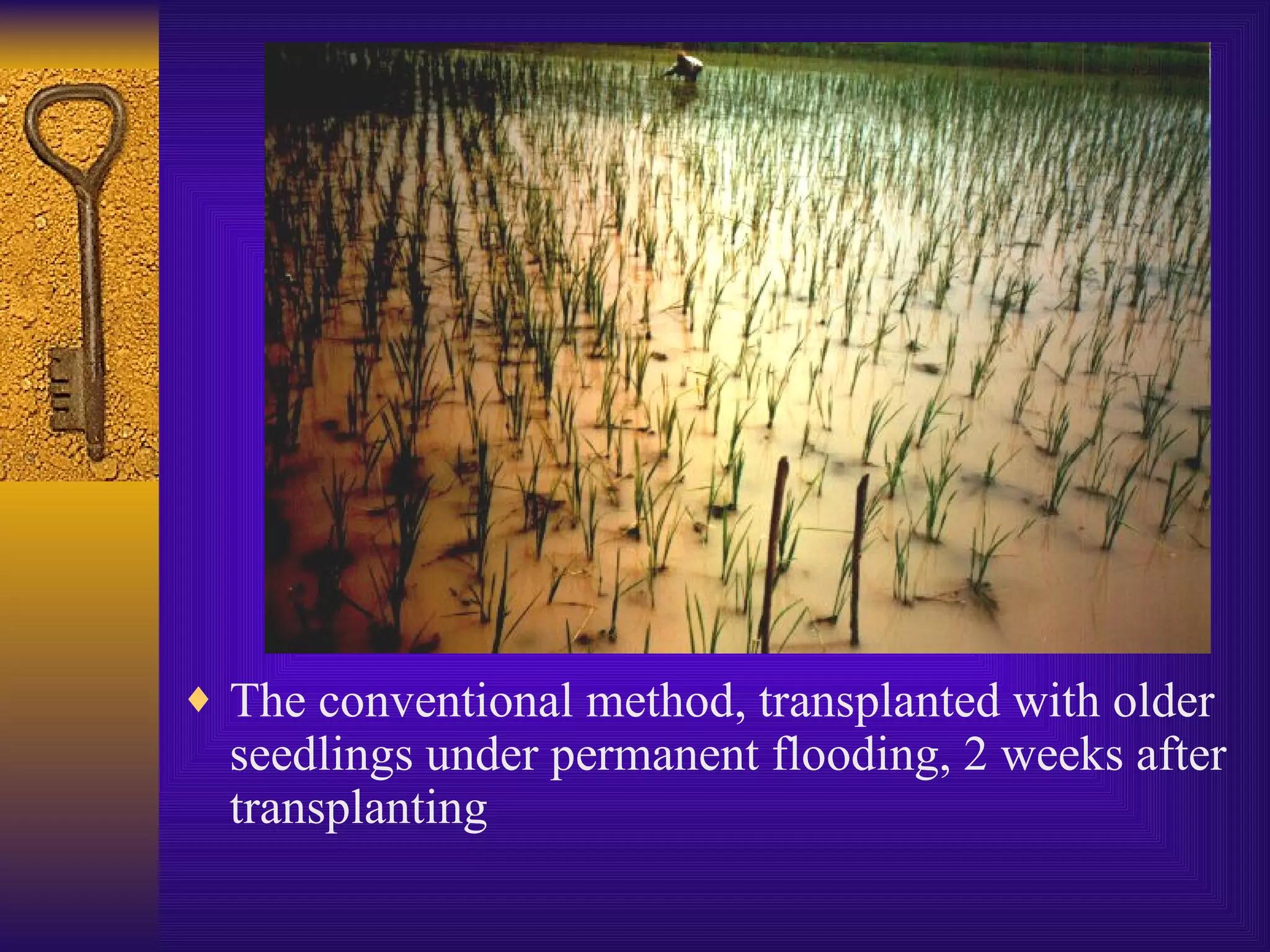 The conventional method, transplanted with older seedlings under permanent flooding, 2 weeks after transplanting 
