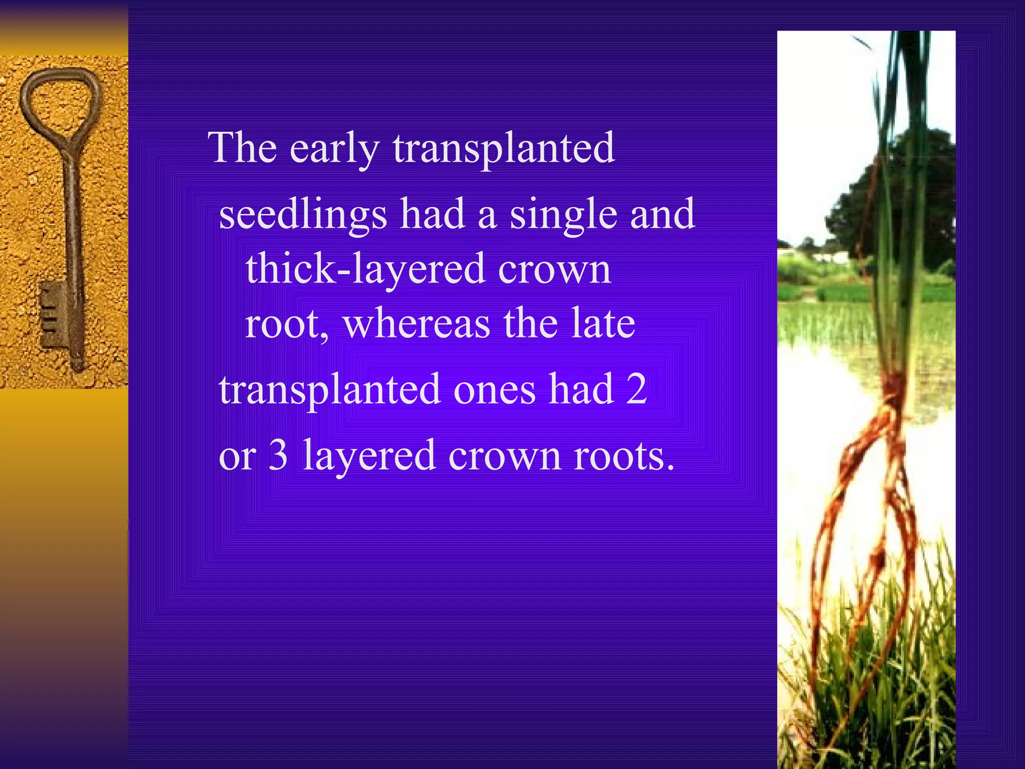 The early transplanted seedlings had a single and thick-layered crown root, whereas the late transplanted ones had 2 or 3 layered crown roots.  