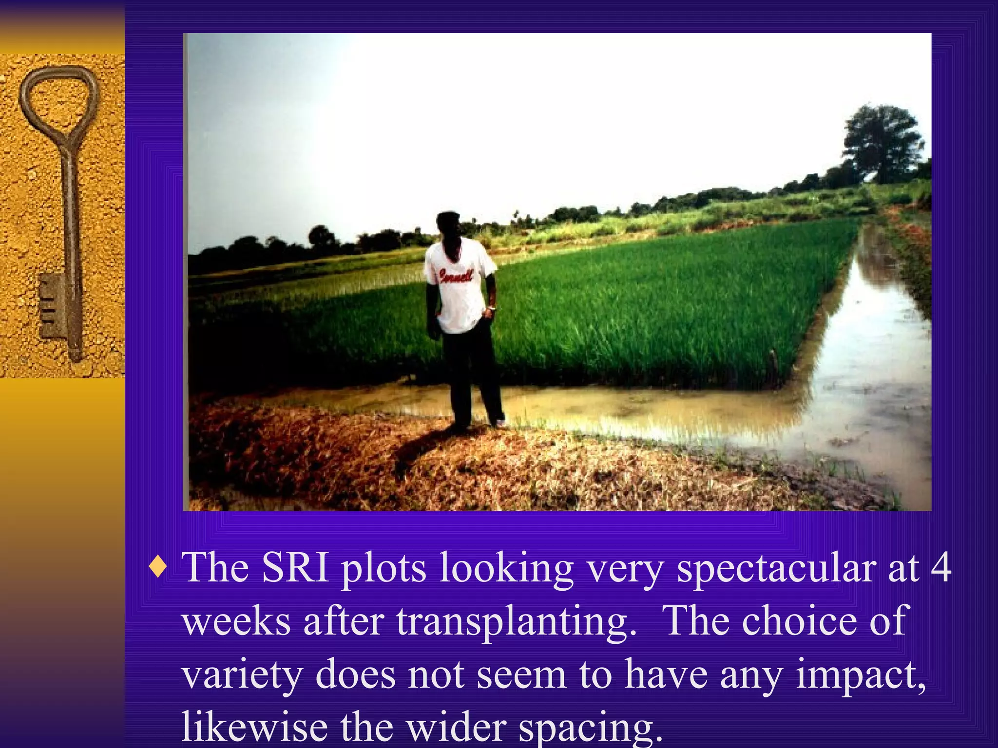 The SRI plots looking very spectacular at 4 weeks after transplanting.  The choice of variety does not seem to have any impact, likewise the wider spacing. 