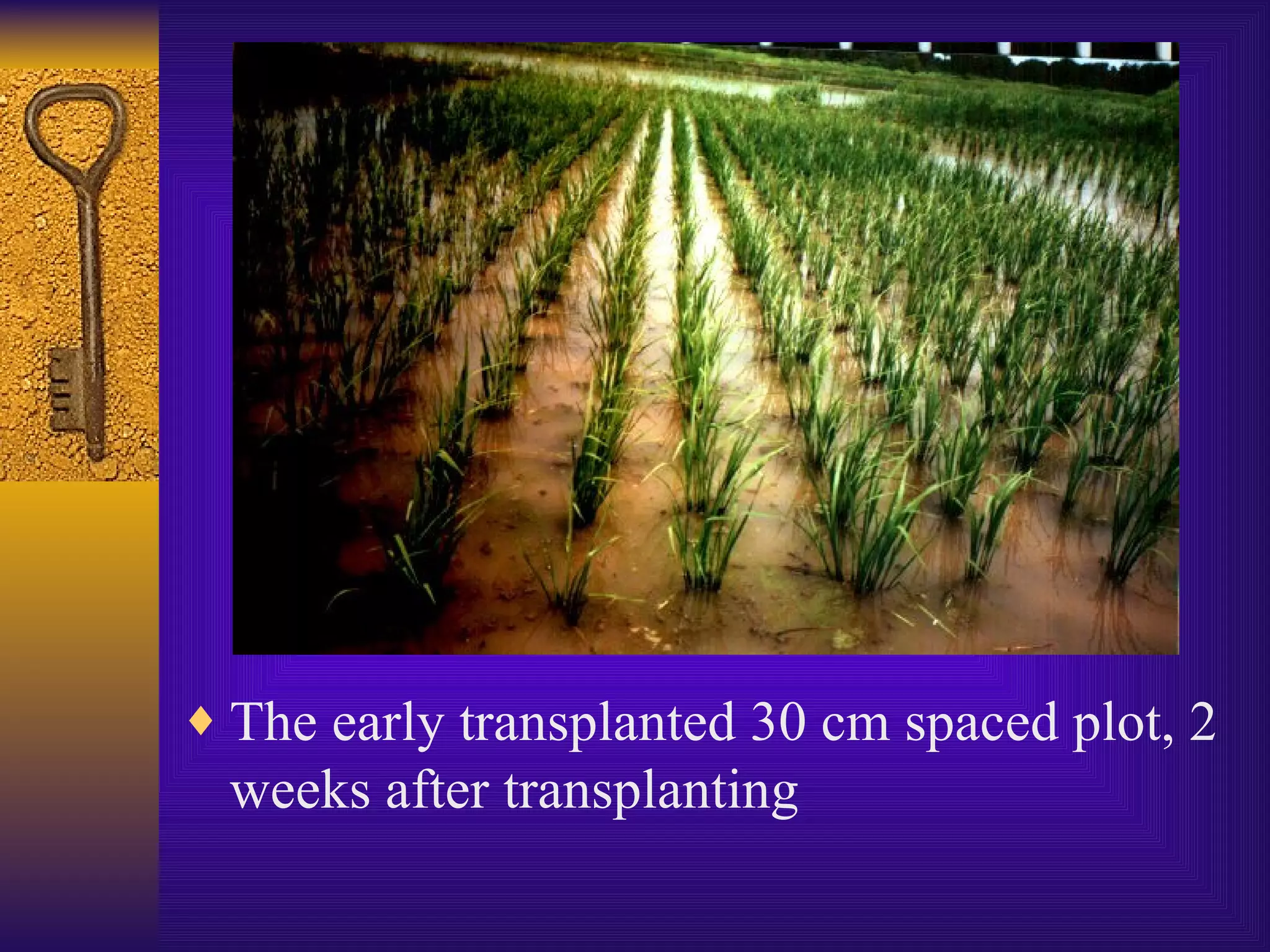 The early transplanted 30 cm spaced plot, 2 weeks after transplanting 