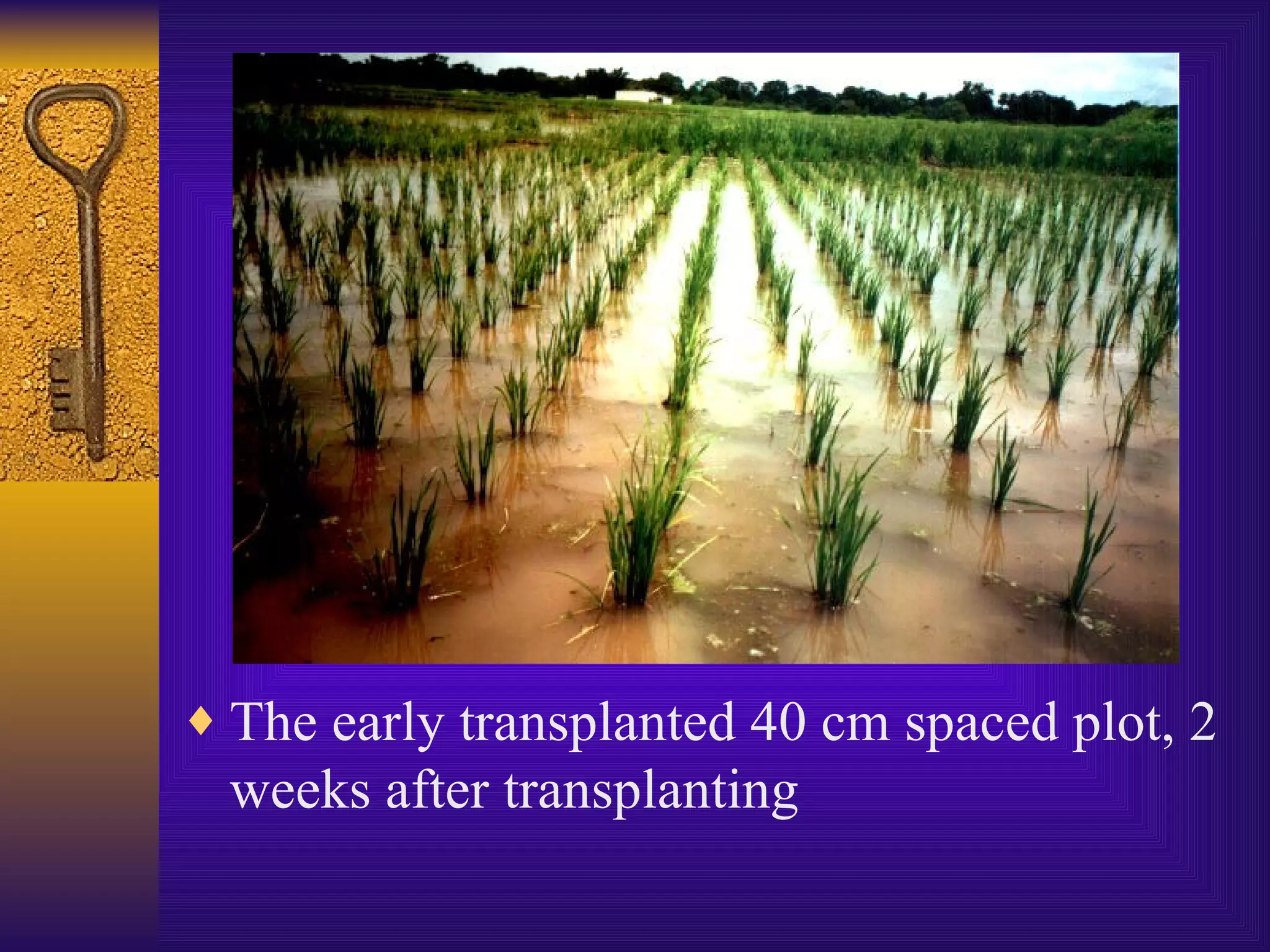 The early transplanted 40 cm spaced plot, 2 weeks after transplanting 