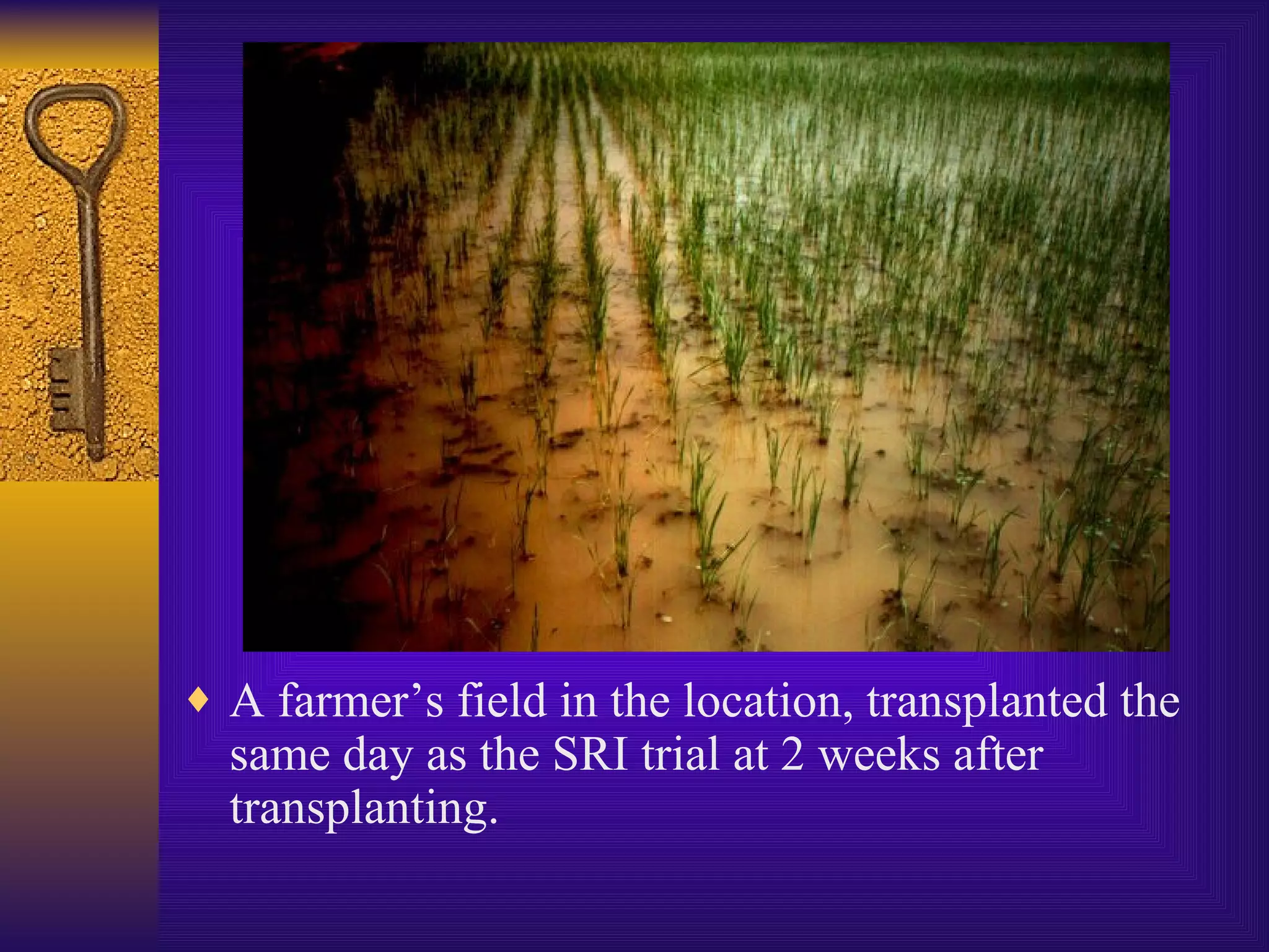 A farmer’s field in the location, transplanted the same day as the SRI trial at 2 weeks after transplanting. 