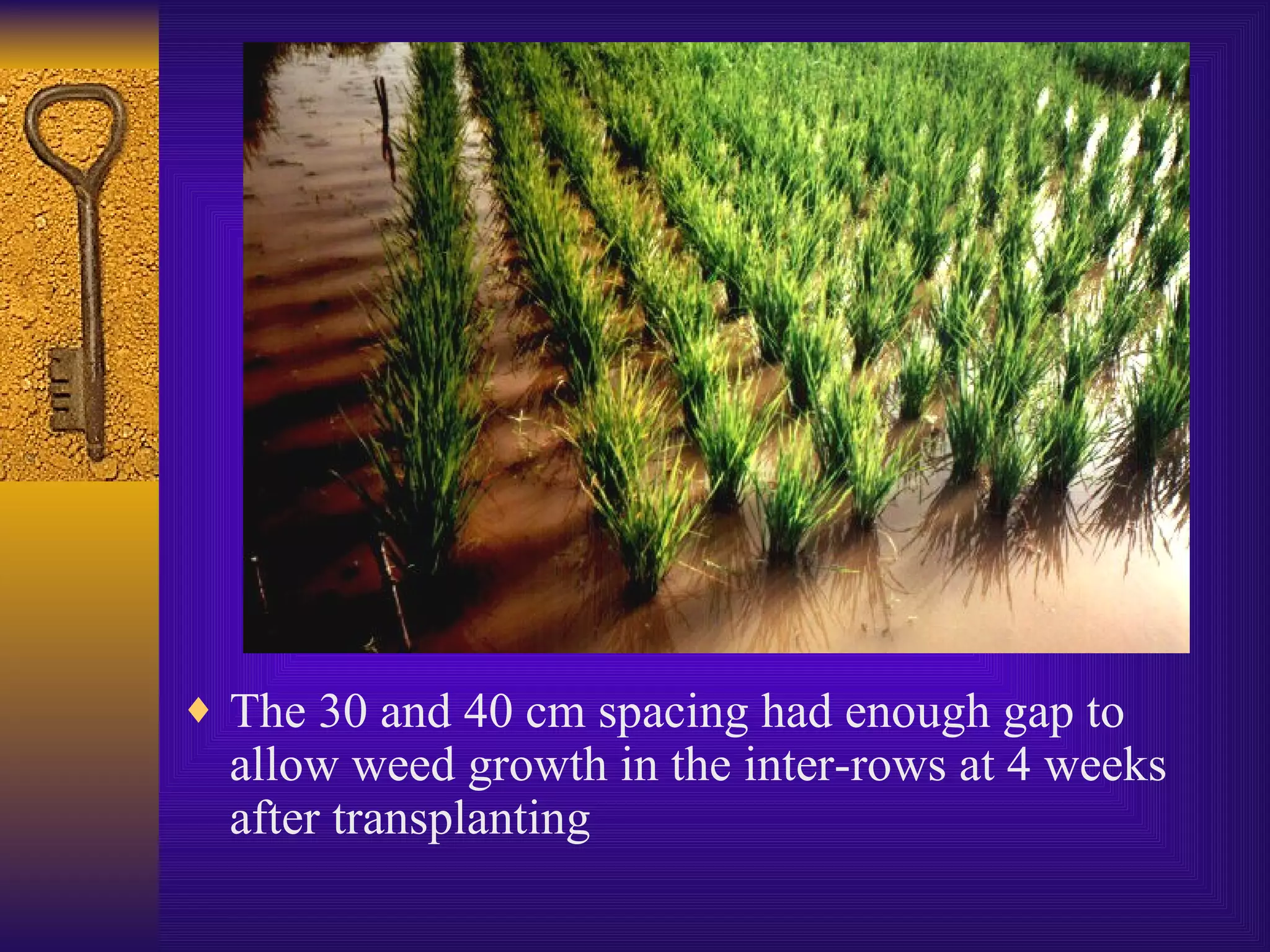 The 30 and 40 cm spacing had enough gap to allow weed growth in the inter-rows at 4 weeks after transplanting 