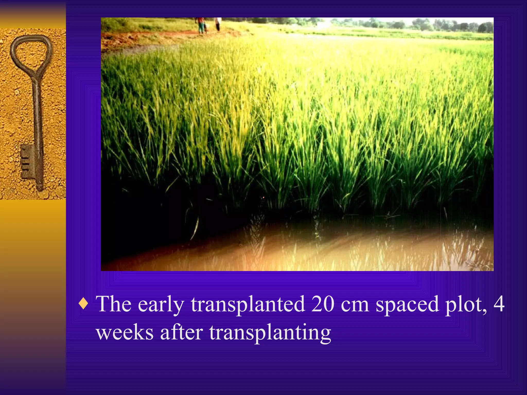 The early transplanted 20 cm spaced plot, 4 weeks after transplanting 