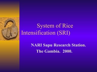   System of Rice  Intensification (SRI) Mustapha Ceesay NARI Sapu Research Station.  Gambia.  2000. 