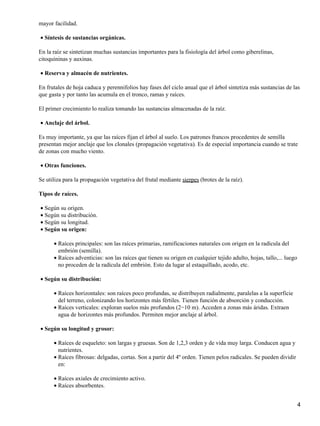 mayor facilidad.
Síntesis de sustancias orgánicas.•
En la raíz se sintetizan muchas sustancias importantes para la fisiología del árbol como giberelinas,
citoquininas y auxinas.
Reserva y almacén de nutrientes.•
En frutales de hoja caduca y perennifolios hay fases del ciclo anual que el árbol sintetiza más sustancias de las
que gasta y por tanto las acumula en el tronco, ramas y raíces.
El primer crecimiento lo realiza tomando las sustancias almacenadas de la raíz.
Anclaje del árbol.•
Es muy importante, ya que las raíces fijan el árbol al suelo. Los patrones francos procedentes de semilla
presentan mejor anclaje que los clonales (propagación vegetativa). Es de especial importancia cuando se trate
de zonas con mucho viento.
Otras funciones.•
Se utiliza para la propagación vegetativa del frutal mediante sierpes (brotes de la raíz).
Tipos de raíces.
Según su origen.•
Según su distribución.•
Según su longitud.•
Según su origen:•
Raíces principales: son las raíces primarias, ramificaciones naturales con origen en la radícula del
embrión (semilla).
•
Raíces adventicias: son las raíces que tienen su origen en cualquier tejido adulto, hojas, tallo,... luego
no proceden de la radícula del embrión. Esto da lugar al estaquillado, acodo, etc.
•
Según su distribución:•
Raíces horizontales: son raíces poco profundas, se distribuyen radialmente, paralelas a la superficie
del terreno, colonizando los horizontes más fértiles. Tienen función de absorción y conducción.
•
Raíces verticales: exploran suelos más profundos (2−10 m). Acceden a zonas más áridas. Extraen
agua de horizontes más profundos. Permiten mejor anclaje al árbol.
•
Según su longitud y grosor:•
Raíces de esqueleto: son largas y gruesas. Son de 1,2,3 orden y de vida muy larga. Conducen agua y
nutrientes.
•
Raíces fibrosas: delgadas, cortas. Son a partir del 4º orden. Tienen pelos radicales. Se pueden dividir
en:
•
Raíces axiales de crecimiento activo.•
Raíces absorbentes.•
4
 