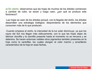 a) En otoño: observamos que las hojas de muchos de los árboles comienzan
a cambiar de color, se secan y luego caen, ¿por qué se produce este
fenómeno?

-Las hojas se caen de los árboles porqué, con la llegada del otoño, los árboles
desarrollan una estrategia biológica: desprenderse de los elementos que
consumen más de lo que producen.

-Cuando empieza el otoño, la intensidad de la luz solar disminuye, ya que los
rayos del Sol nos llegan más oblicuamente, con lo que las hojas dejan de
fabricar clorofila y la clorofila presente hasta el momento no se renueva y se
deteriora. Se hacen entonces visibles otros pigmentos también presentes en la
hoja como la xantofilia, los cuales otorgan el color marrón y amarillento
característico de la hoja en esas fechas.
 
