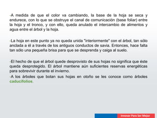 -A medida de que el color va cambiando, la base de la hoja se seca y
endurece, con lo que se obstruye el canal de comunicación (base foliar) entre
la hoja y el tronco, y con ello, queda anulado el intercambio de alimentos y
agua entre el árbol y la hoja.

-La hoja en este punto ya no queda unida "interiormente" con el árbol, tan sólo
anclada a él a través de los antiguos conductos de savia. Entonces, hace falta
tan sólo una pequeña brisa para que se desprenda y caiga al suelo.

-El hecho de que el árbol quede desprovisto de sus hojas no significa que éste
queda desprotegido. El árbol mantiene aún suficientes reservas energéticas
para sobrevivir durante el invierno.
-A los árboles que botan sus hojas en otoño se les conoce como árboles
caducifolios.
 