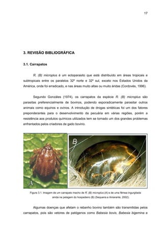 17
3. REVISÃO BIBLIOGRÁFICA
3.1. Carrapatos
R. (B) microplus é um ectoparasito que está distribuído em áreas tropicais e
subtropicais entre os paralelos 32º norte e 32º sul, exceto nos Estados Unidos da
América, onde foi erradicado, e nas áreas muito altas ou muito áridas (Cordovés, 1996).
Segundo Gonzáles (1974), os carrapatos da espécie R. (B) microplus são
parasitas preferencialmente de bovinos, podendo esporadicamente parasitar outros
animais como equinos e ovinos. A introdução de drogas sintéticas foi um dos fatores
preponderantes para o desenvolvimento da pecuária em várias regiões, porém a
resistência aos produtos químicos utilizados tem se tornado um dos grandes problemas
enfrentados pelos criadores de gado bovino.
Figura 3.1. Imagem de um carrapato macho de R. (B) microplus (A) e de uma fêmea ingurgitada
ainda na pelagem do hospedeiro (B) (Sequeira e Amarante, 2002).
Algumas doenças que afetam o rebanho bovino também são transmitidas pelos
carrapatos, pois são vetores de patógenos como Babesia bovis, Babesia bigemina e
 