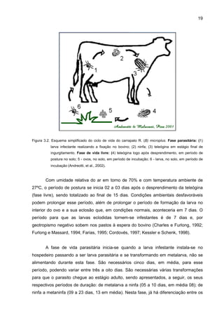 19
Figura 3.2. Esquema simplificado do ciclo de vida do carrapato R. (B) microplus. Fase parasitária: (1)
larva infectante realizando a fixação no bovino; (2) ninfa; (3) teleógina em estágio final de
ingurgitamento. Fase de vida livre: (4) teleógina logo após desprendimento, em período de
postura no solo; 5 - ovos, no solo, em período de incubação; 6 - larva, no solo, em período de
incubação (Andreotti, et al., 2002).
Com umidade relativa do ar em torno de 70% e com temperatura ambiente de
27ºC, o período de postura se inicia 02 a 03 dias após o desprendimento da teleógina
(fase livre), sendo totalizado ao final de 15 dias. Condições ambientais desfavoráveis
podem prolongar esse período, além de prolongar o período de formação da larva no
interior do ovo e a sua eclosão que, em condições normais, aconteceria em 7 dias. O
período para que as larvas eclodidas tornem-se infestantes é de 7 dias e, por
geotropismo negativo sobem nos pastos à espera do bovino (Charles e Furlong, 1992;
Furlong e Massard, 1994; Farias, 1995; Cordovés, 1997; Kessler e Schenk, 1998).
A fase de vida parasitária inicia-se quando a larva infestante instala-se no
hospedeiro passando a ser larva parasitária e se transformando em metalarva, não se
alimentando durante esta fase. São necessários cinco dias, em média, para esse
período, podendo variar entre três a oito dias. São necessárias várias transformações
para que o parasito chegue ao estágio adulto, sendo apresentados, a seguir, os seus
respectivos períodos de duração: de metalarva a ninfa (05 a 10 dias, em média 08); de
ninfa a metaninfa (09 a 23 dias, 13 em média). Nesta fase, já há diferenciação entre os
 