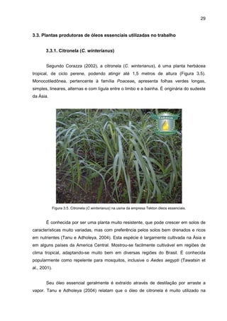 29
3.3. Plantas produtoras de óleos essenciais utilizadas no trabalho
3.3.1. Citronela (C. winterianus)
Segundo Corazza (2002), a citronela (C. winterianus), é uma planta herbácea
tropical, de ciclo perene, podendo atingir até 1,5 metros de altura (Figura 3.5).
Monocotiledônea, pertencente à família Poaceae, apresenta folhas verdes longas,
simples, lineares, alternas e com lígula entre o limbo e a bainha. É originária do sudeste
da Ásia.
Figura 3.5. Citronela (C.winterianus) na usina da empresa Tekton óleos essenciais.
É conhecida por ser uma planta muito resistente, que pode crescer em solos de
características muito variadas, mas com preferência pelos solos bem drenados e ricos
em nutrientes (Tanu e Adholeya, 2004). Esta espécie é largamente cultivada na Ásia e
em alguns países da America Central. Mostrou-se facilmente cultivável em regiões de
clima tropical, adaptando-se muito bem em diversas regiões do Brasil. É conhecida
popularmente como repelente para mosquitos, inclusive o Aedes aegypti (Tawatsin et
al., 2001).
Seu óleo essencial geralmente é extraído através de destilação por arraste a
vapor. Tanu e Adholeya (2004) relatam que o óleo de citronela é muito utilizado na
 